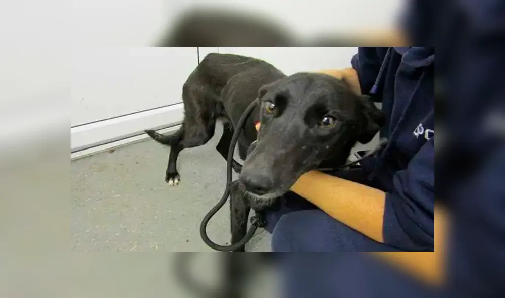 Mascota abandonada alimentaba a sus cachorros a pesar de tener una cadena en el cuello Mascota abandonada alimentaba a sus cachorros a pesar de tener una cadena en el cuello