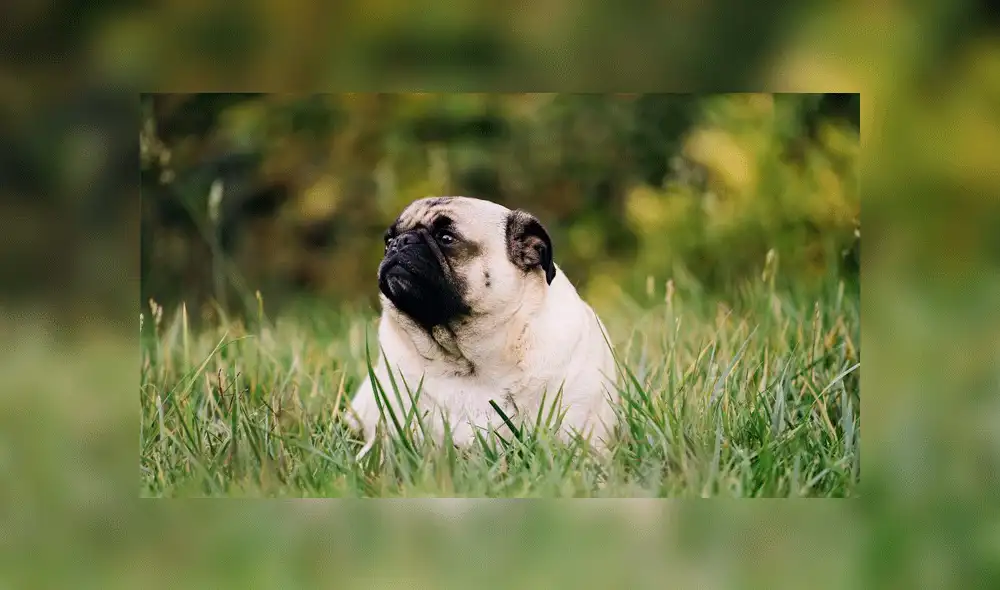 Dueña obliga a su perro a hacer dieta y el can tiene inesperada reacción [VIDEO]