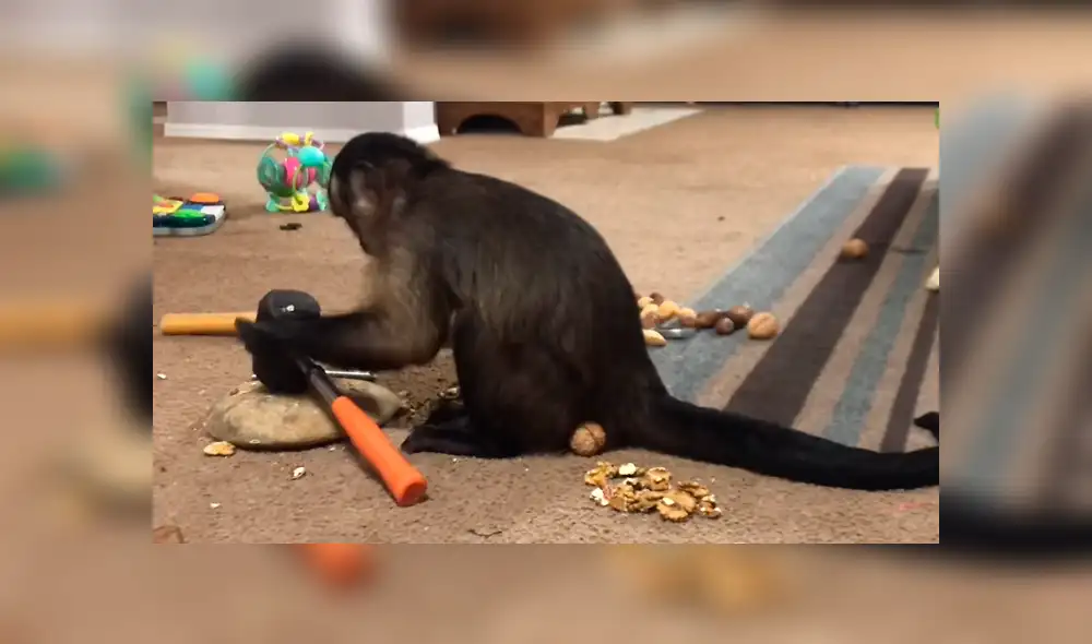 Facebook viral: conoce al mono más inteligente del mundo, el cual asombró a miles [VIDEO]