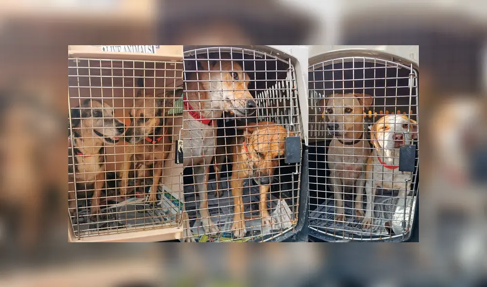 Alrededor de 200 perros mexicanos son adoptados en Canadá. (FOTO: Facebook)