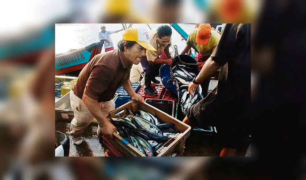 Pesca artesanal aporta el 22% del PBI pesquero y genera 93 mil empleos directos Pesca artesanal aporta el 22% del PBI pesquero y genera 93 mil empleos directos