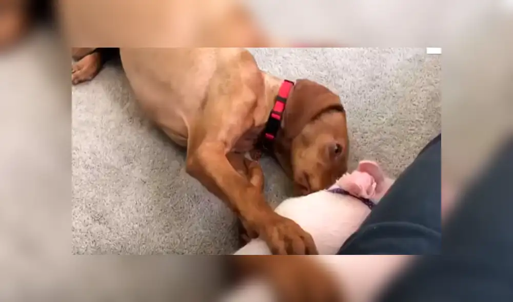 En YouTube, un joven acogió a un indefenso cerdo bebé y no imaginó la reacción de su perro al enterarse de la noticia. En YouTube, un joven acogió a un indefenso cerdo bebé y no imaginó la reacción de su perro al enterarse de la noticia.