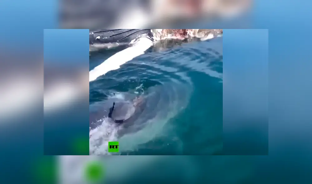 Intenta retirar a ballena muerta del mar y es atacado por hambrientos tiburones [VIDEO] 