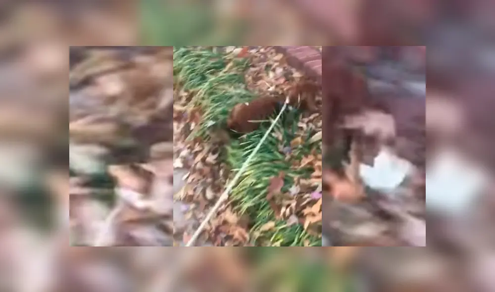 Facebook viral: perro travieso imita a tiburón para darle un gran susto a su dueña [VIDEO] 