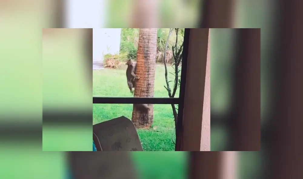 Desliza la imagen para ver el impactante momento. Foto: erock89/TikTok