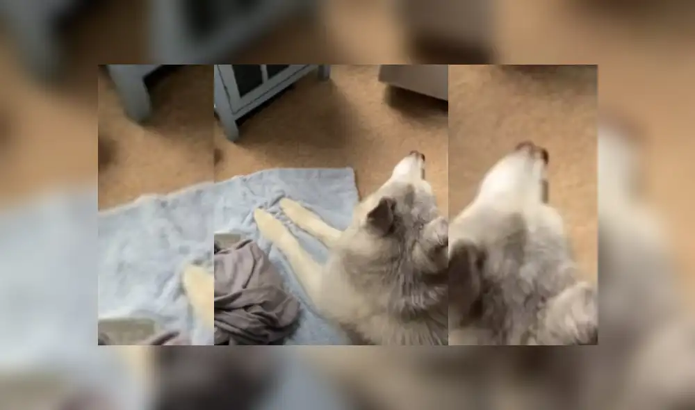 Video es viral en YouTube. Mujer captó la peculiar conducta que tuvo su perro cuando ella lo sacó de la habitación de su bebé luego de que este se quedara dormido. Video es viral en YouTube. Mujer captó la peculiar conducta que tuvo su perro cuando ella lo sacó de la habitación de su bebé luego de que este se quedara dormido.