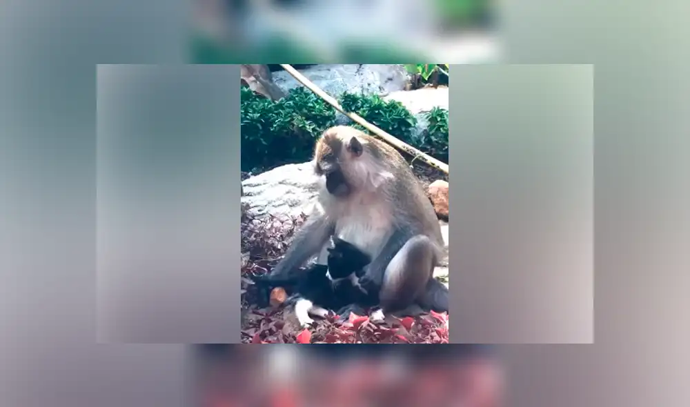 Desliza hacia la izquierda para ver el conmovedor encuentro de los animales. Escena viral de YouTube.
