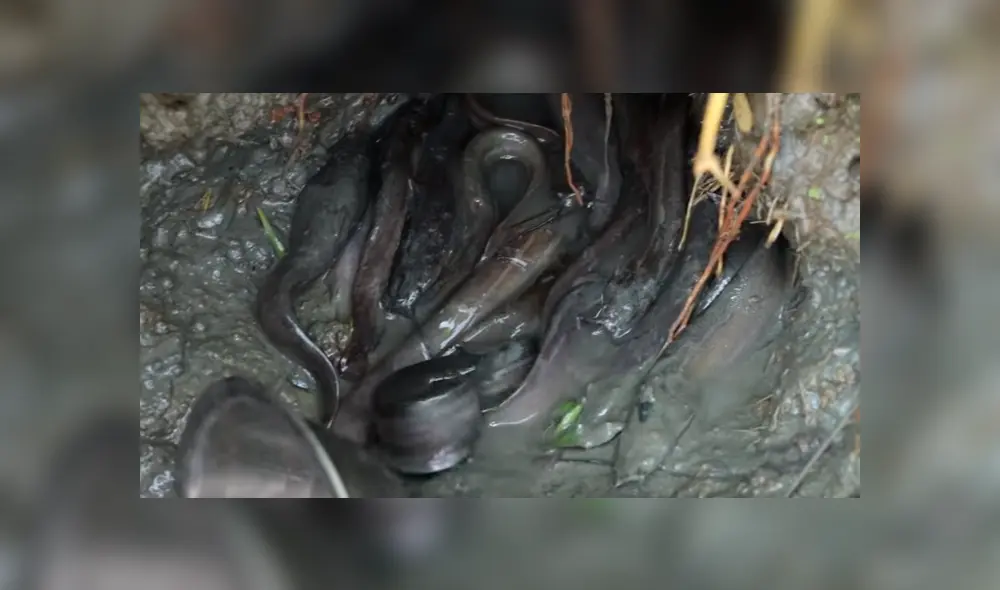 Un joven compartió en YouTube el hallazgo que hizo dentro de un extraño hoyo de barro, donde descubrió misteriosos peces con un aspecto aterrador Un joven compartió en YouTube el hallazgo que hizo dentro de un extraño hoyo de barro, donde descubrió misteriosos peces con un aspecto aterrador