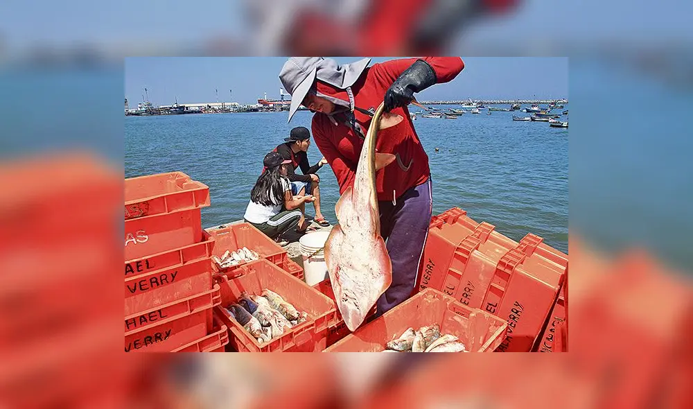 Coronavirus: Pesca artesanal reactivó economía en Lambayeque