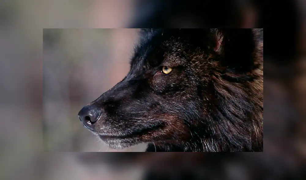 YouTube viral: chico busca tomarse selfie con enorme lobo negro y este reacciona así [VIDEO]