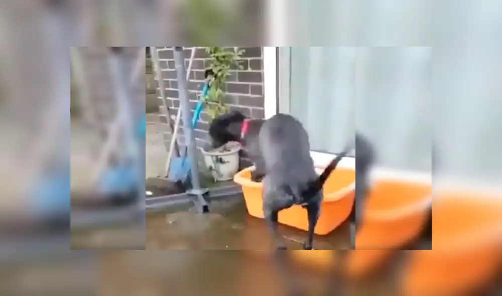 Facebook viral: Familia adopta a perro tímido, lo dejan solo en casa y realiza travesura [VIDEO]