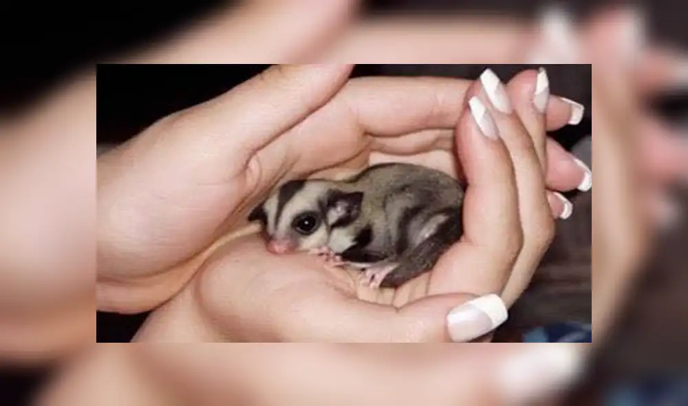 En Facebook, la joven encontró al pequeño animal en la calle con pocas probabilidades de sobrevivir y solo pesaba 4 gramos.