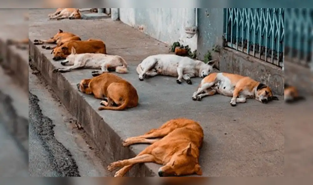 Arequipa: Multarán con S/ 4 mil 200 a propietarios que tengan a sus perros en las calles Arequipa: Multarán con S/ 4 mil 200 a propietarios que tengan a sus perros en las calles