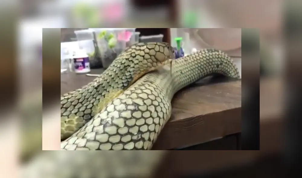 El video viral de Facebook muestra el momento en que una mujer quedó a pocos centímetros de una peligrosa serpiente.
