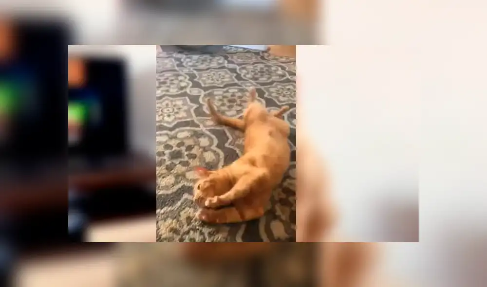 Vía YouTube. Dueña del felino grabó la insólita conducta de su mascota cada vez que escucha la palabra y compartió las imágenes en redes