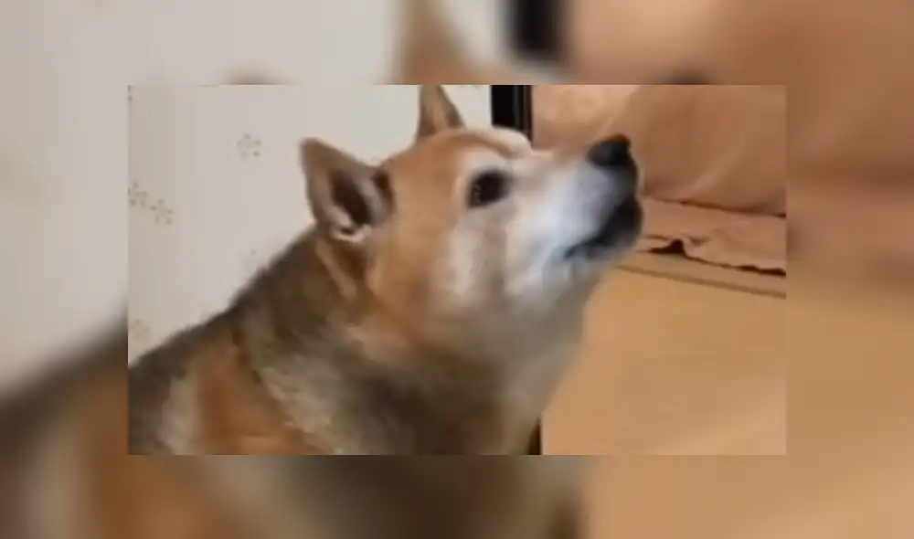 Facebook viral: perro reacciona con violencia porque sus amor no servían sus alimentos [VIDEO]