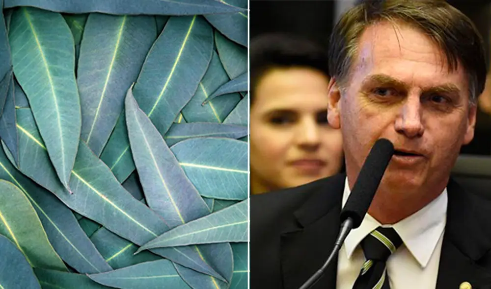 eucalipto brasil bolsonaro eucalipto brasil bolsonaro