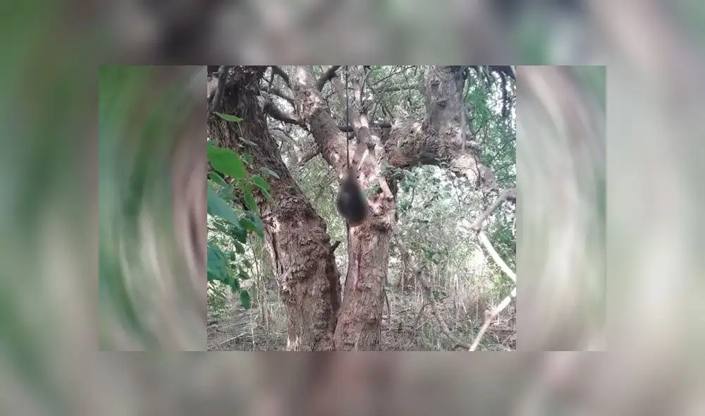 Hallan cabeza descompuesta colgada de un árbol junto con cadáver descuartizado [FOTOS]