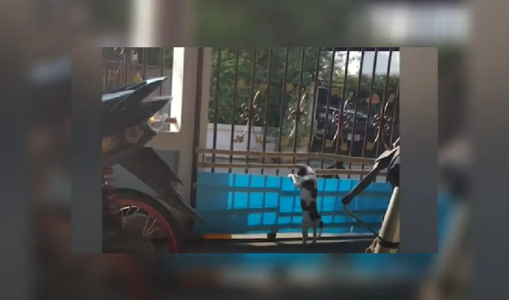 Desliza para ver más imágenes del tierno perro que quiso salir a como de lugar de su casa. Desliza para ver más imágenes del tierno perro que quiso salir a como de lugar de su casa.