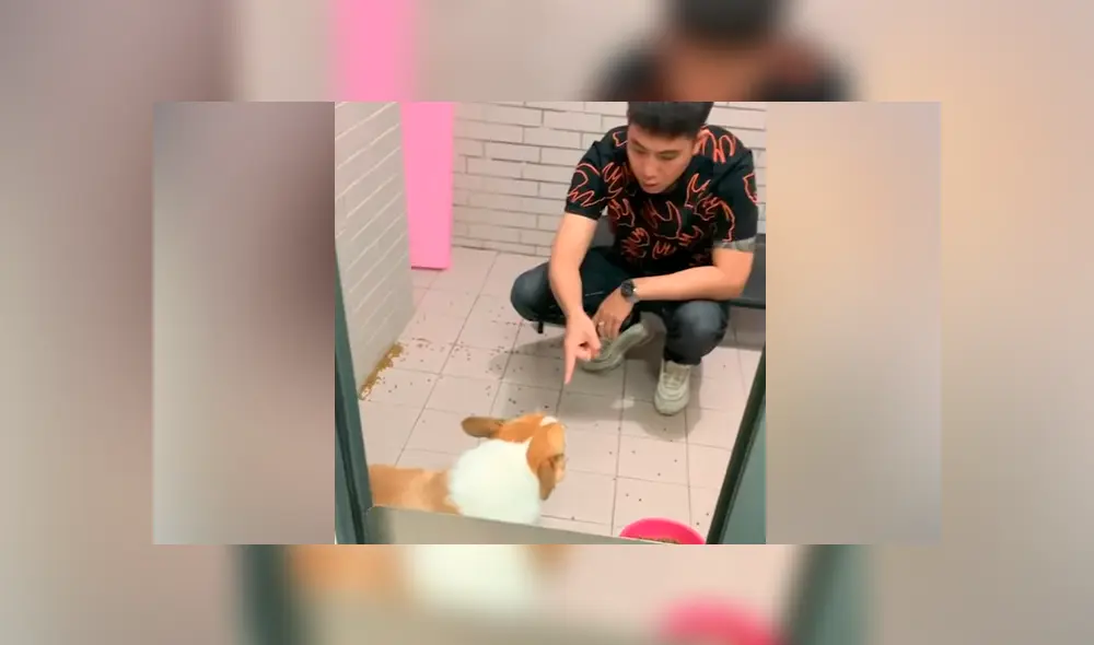 YouTube viral: perro travieso ensucia toda su casa y su reacción al ser descubierto genera risas en miles YouTube viral: perro travieso ensucia toda su casa y su reacción al ser descubierto genera risas en miles
