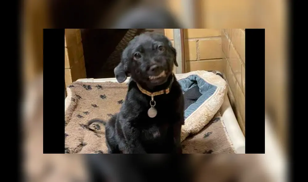 Desliza a la izquierda para ver las tiernas imágenes de este cachorro. (Foto: Facebook) Desliza a la izquierda para ver las tiernas imágenes de este cachorro. (Foto: Facebook)