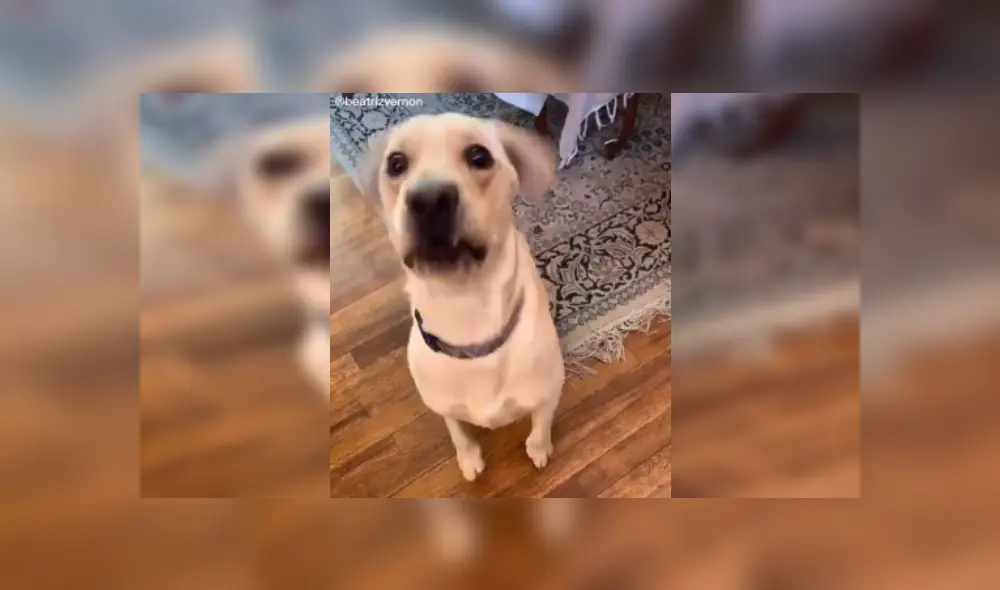 Desliza las imágenes para ver el curioso comportamiento de este can al resolver sumas matemáticas. (Foto: captura / TikTok / @beatrizvernon)