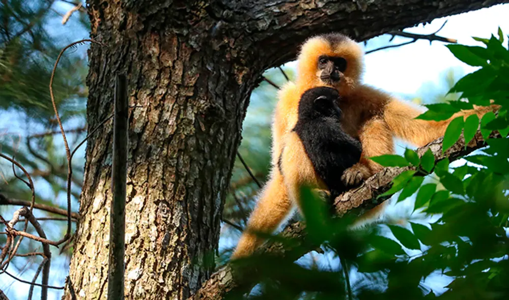 Gibón de Hainan. Foto: Agencia de Noticias Xinhua