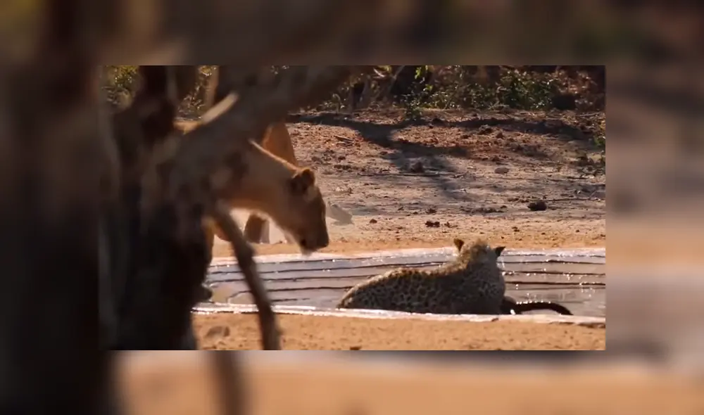 Leopardo come su presa, sin sospechar que leonas lo atacarían para robársela [VIDEO]