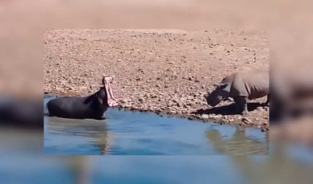 YouTube viral: rinoceronte lucha a muerte contra hipopótamo y el final es sorprendente [VIDEO]