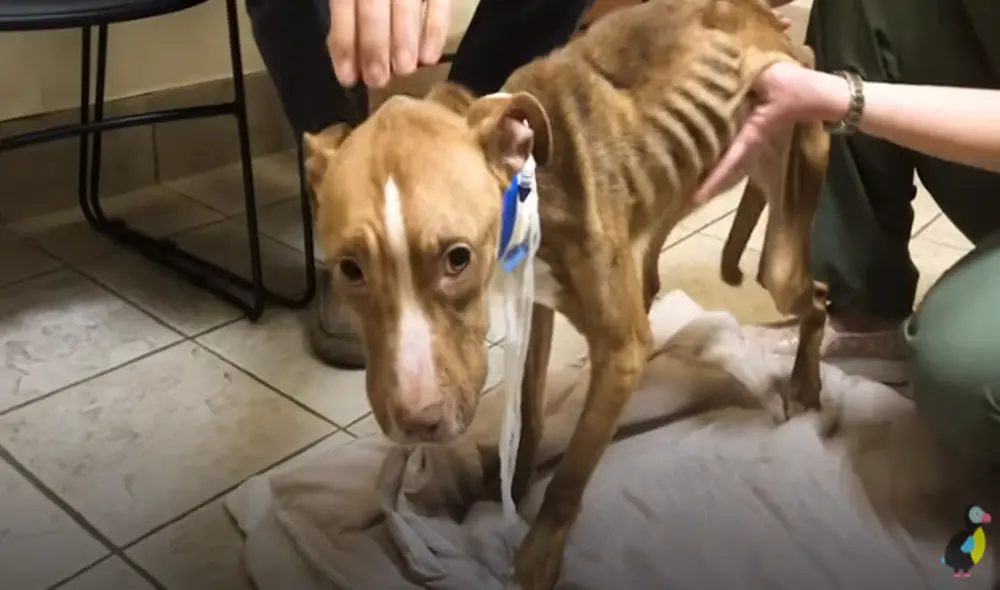 Desliza hacia la izquierda para ver las imágenes del viral de YouTube. Foto: El Dodo.