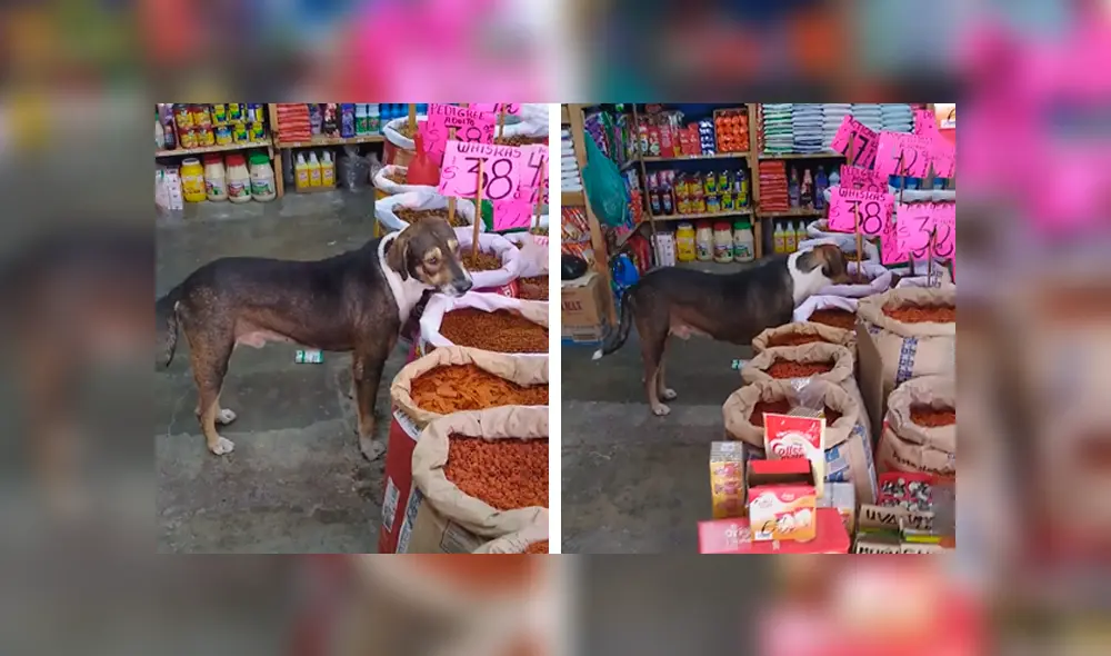 Desliza las imágenes para conocer la noble acción de un joven para ayudar a un perro hambriento. Foto: Captura.