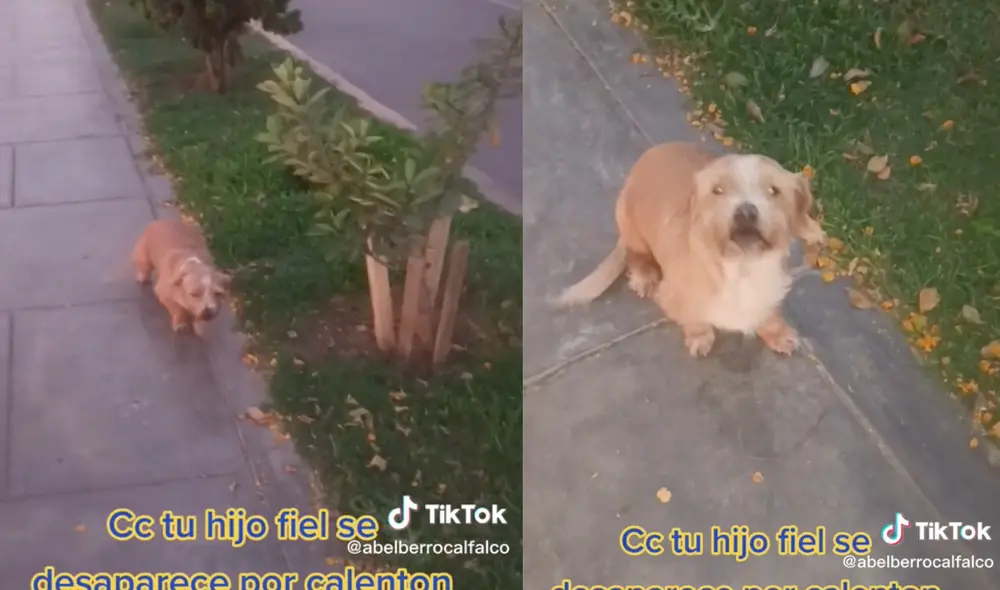 Este hecho sucedió en Perú. Foto: composición LR / TikTok / @abelberrocalfalco Este hecho sucedió en Perú. Foto: composición LR / TikTok / @abelberrocalfalco