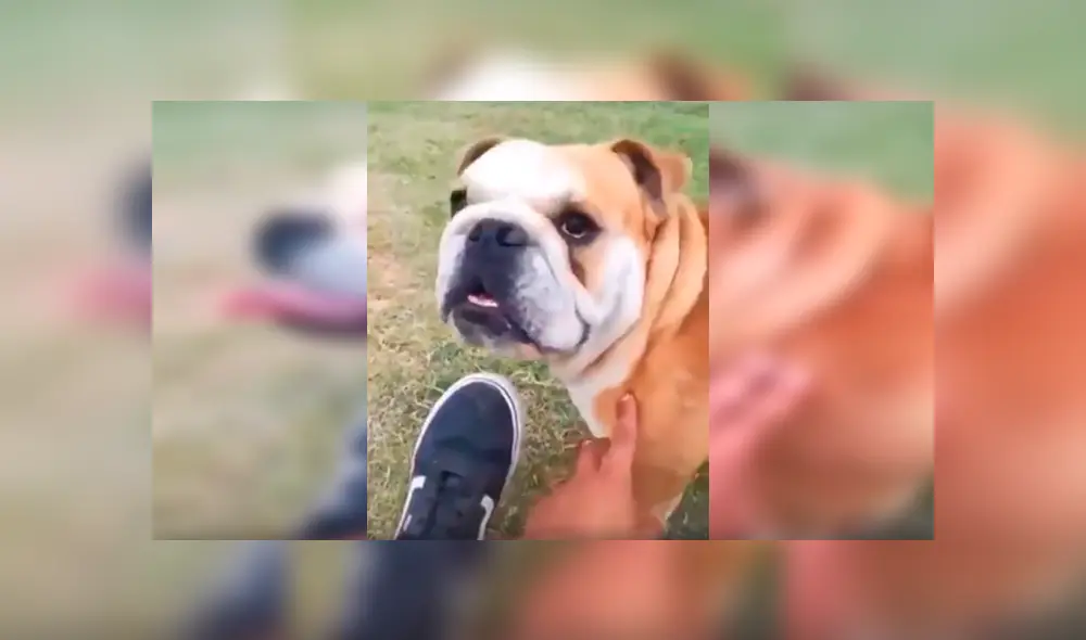 En Facebook, un joven le dijo ‘feo’ a su perro y no imaginó que su mascota lo iba atacar ferozmente. En Facebook, un joven le dijo ‘feo’ a su perro y no imaginó que su mascota lo iba atacar ferozmente.