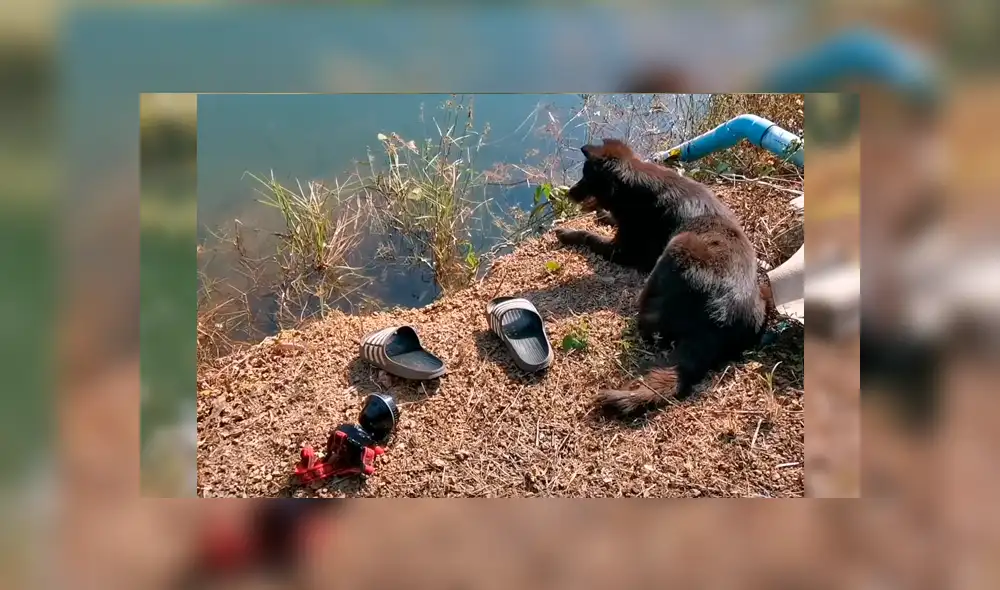 Video es viral en Facebook. El can permaneció en el estanque durante horas con las pertenencias de su dueño, esperando a que apareciera. Video es viral en Facebook. El can permaneció en el estanque durante horas con las pertenencias de su dueño, esperando a que apareciera.