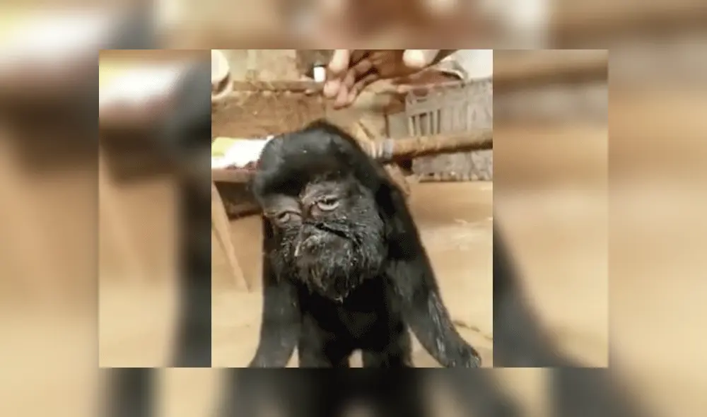 Cabra nace con ‘rostro humano’ y pobladores la consideran una deidad [VIDEO]