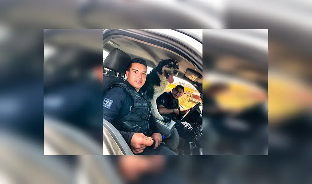 Desliza las imágenes hacia la izquierda para observar las labores de un perro que fue acogido por un grupo de policías. Desliza las imágenes hacia la izquierda para observar las labores de un perro que fue acogido por un grupo de policías.