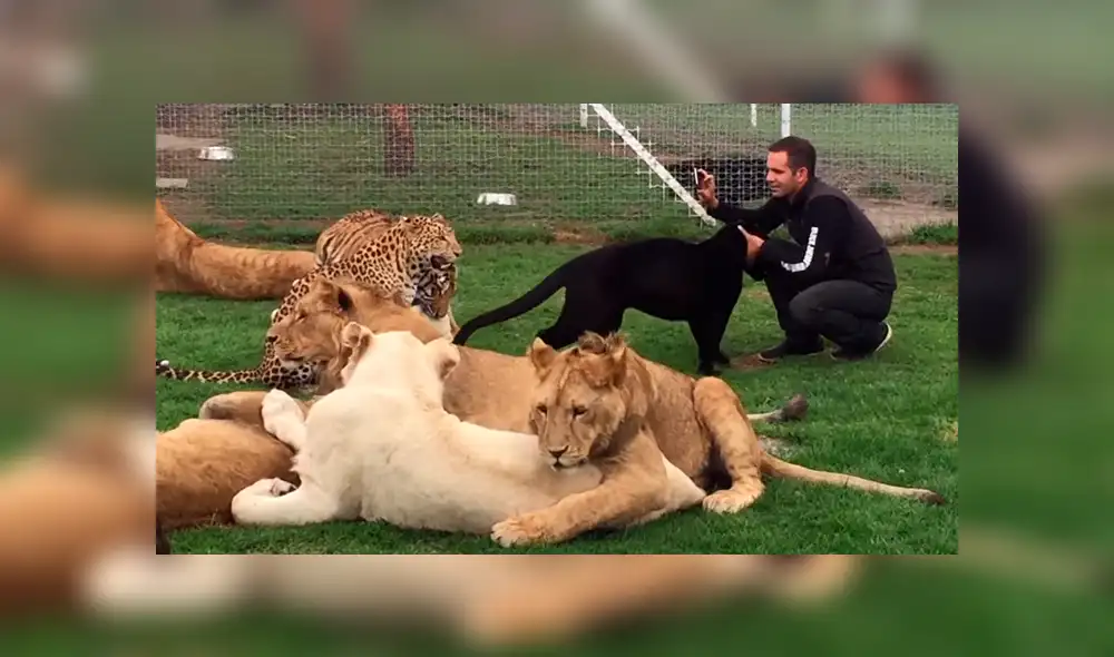 YouTube viral: ingresa a jaula de felinos solo para sorprender a sus seguidores con un gran 'selfie' [VIDEO]