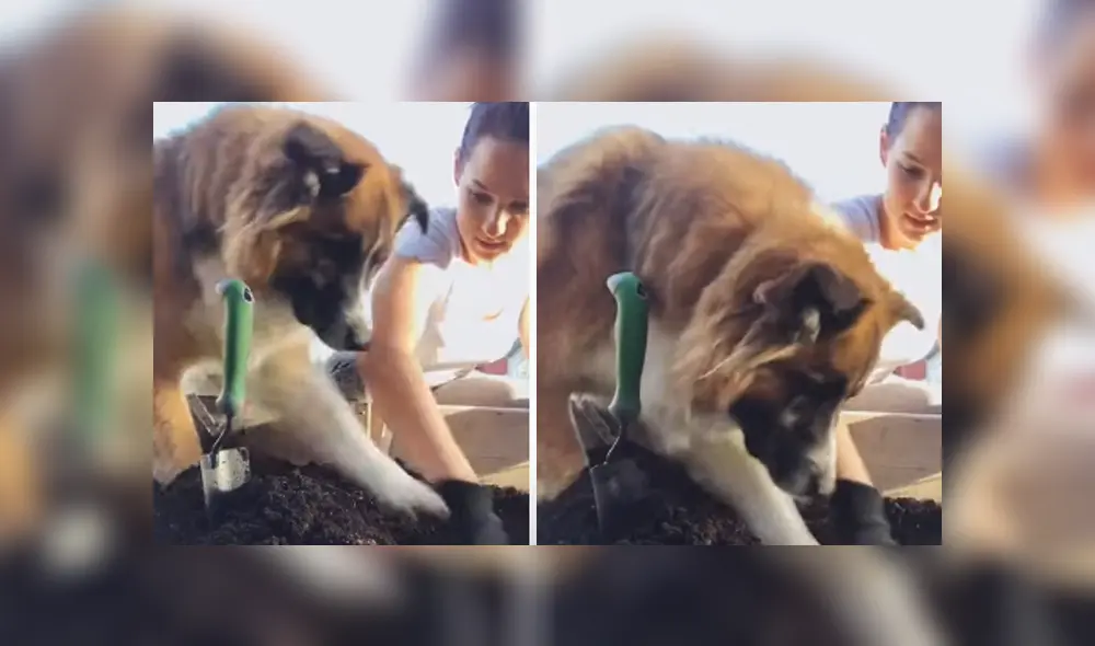 Desliza hacia la izquierda para ver las imágenes del viral de Facebook. Foto: ViralHog.