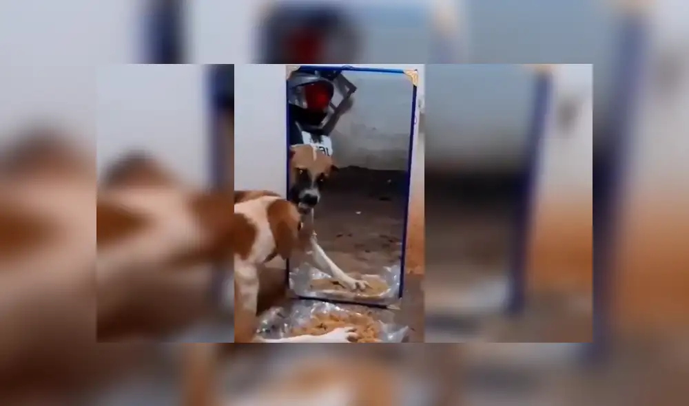 Video es viral en TikTok. El can estaba a punto de empezar a comer, cuando se vio a sí mismo en un espejo y tuvo una singular reacción. Fotocaptura: Twitter