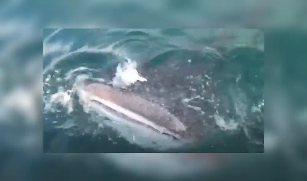 Desliza hacia la izquierda para ver las imágenes del viral de YouTube. Foto: Captura. Desliza hacia la izquierda para ver las imágenes del viral de YouTube. Foto: Captura.