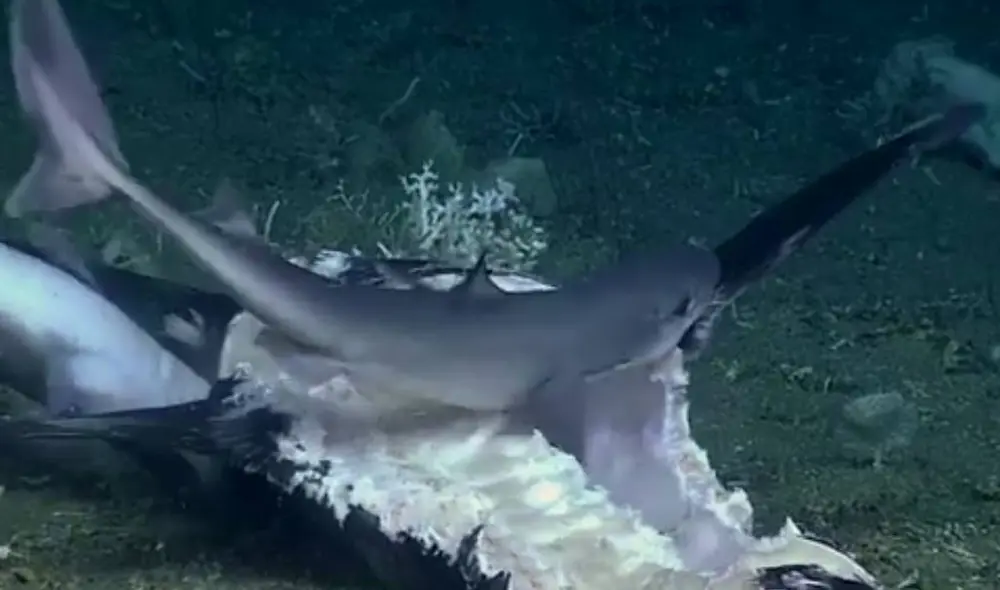 El impactante hecho sucedió en la costa de Carolina del Norte. Foto: Captura/Facebook/NOAA Office of Ocean Exploration and Research El impactante hecho sucedió en la costa de Carolina del Norte. Foto: Captura/Facebook/NOAA Office of Ocean Exploration and Research