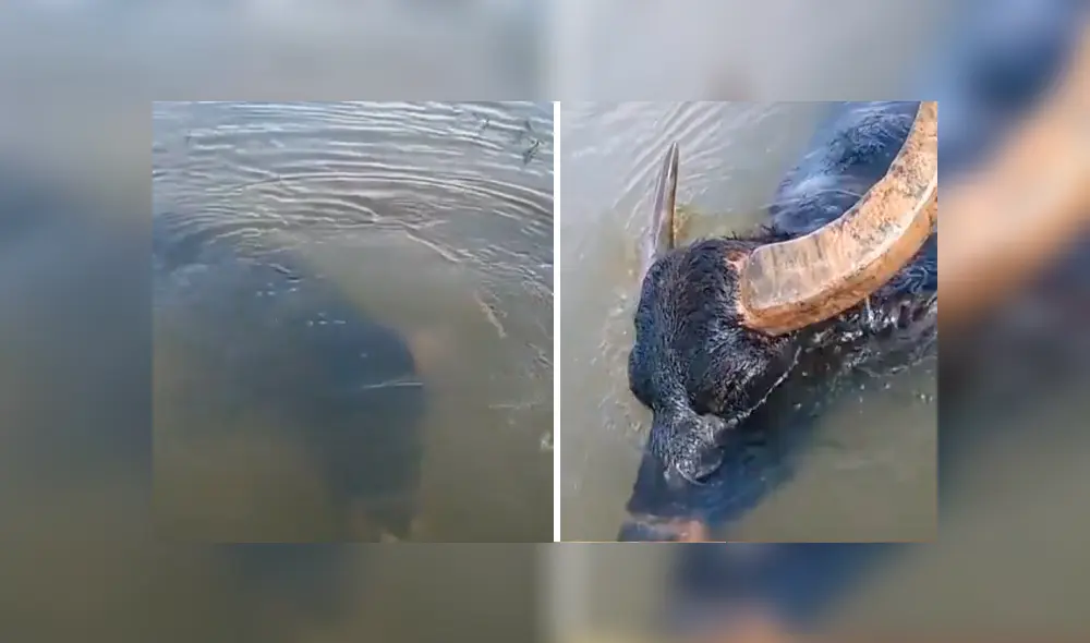 Desliza hacia la izquierda para ver el extraño hallazgo que se volvió viral en YouTube. Desliza hacia la izquierda para ver el extraño hallazgo que se volvió viral en YouTube.