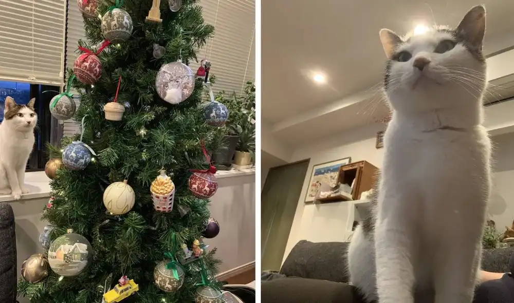 Desliza las imágenes para ver la reacción de un gato cuando su dueño lo encontró frente al árbol navideño. Foto: Twitter