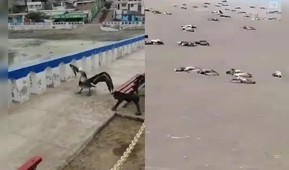 Arequipa. alarma por la aparición de pelícanos muertos en las playas de Atico. Foto capturas Blog del Vago.