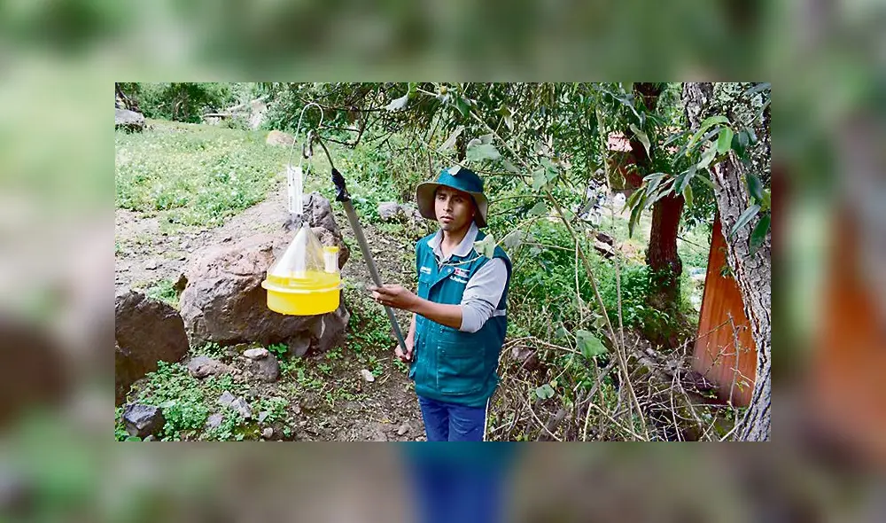 monitoreo. Minagri colocó 235 trampas oficiales en el Valle Sagrado de los Incas. A nivel regional, hay más de mil trampas.