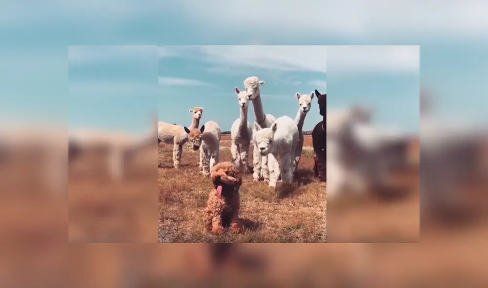 En Facebook, unas alpacas intentaron acercarse a un perro y al conocer su identidad tuvieron una curiosa reacción. En Facebook, unas alpacas intentaron acercarse a un perro y al conocer su identidad tuvieron una curiosa reacción.