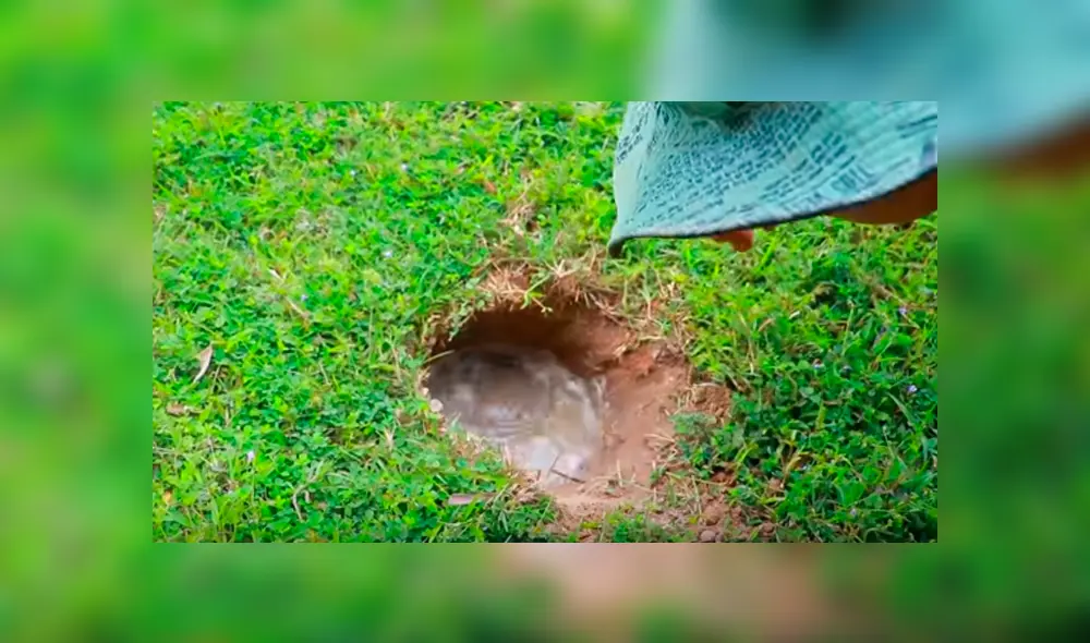 Desliza hacia la izquierda para ver a los animales que emergieron del hoyo. Video es viral en YouTube. Desliza hacia la izquierda para ver a los animales que emergieron del hoyo. Video es viral en YouTube.