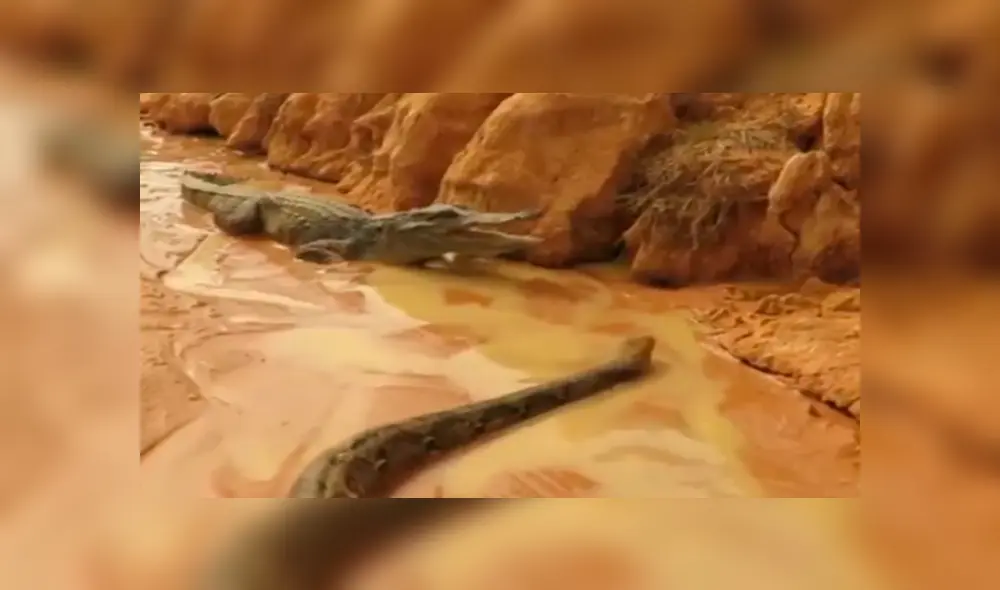 YouTube viral: mamá cocodrilo defiende a sus crías del ataque de una temible anaconda 