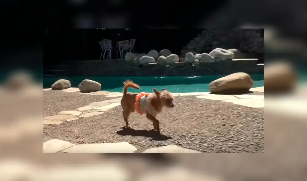 La perrita fue llamada Holly y se encuentra a la espera de una familia que quiera adoptarla. Créditos: Captura La perrita fue llamada Holly y se encuentra a la espera de una familia que quiera adoptarla. Créditos: Captura