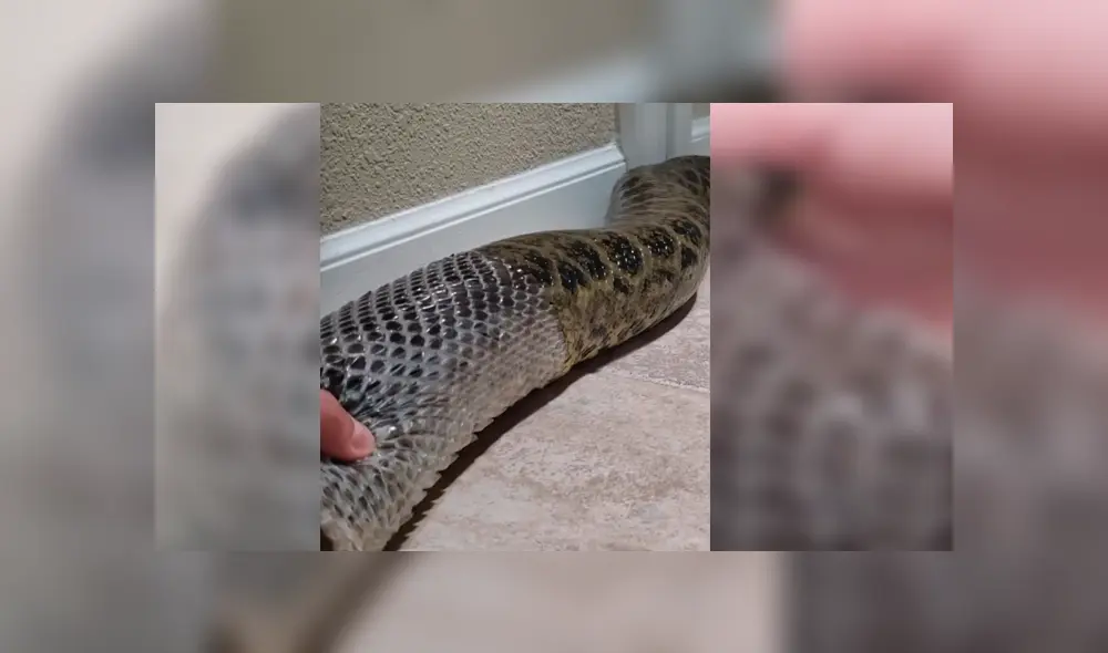 Video viral de Facebook muestra el perturbador momento en que un joven ayuda a retirar la piel de una enorme anaconda